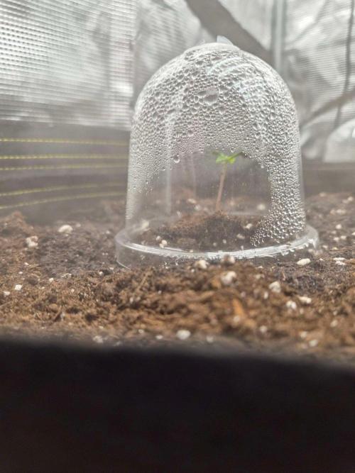 Zamnesia's Critical Automatic. Week 0
