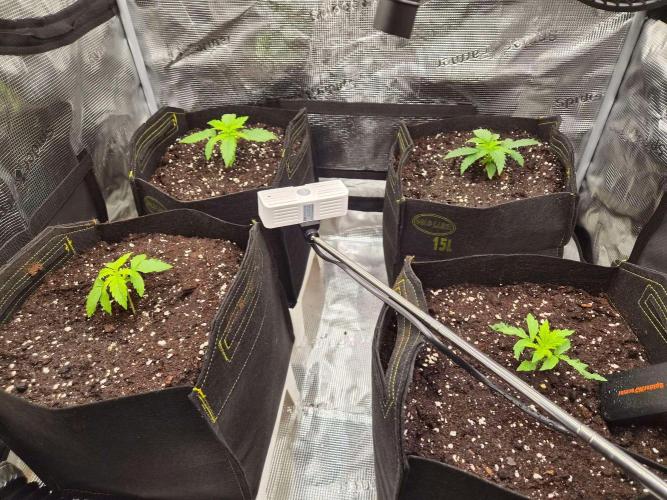 Zamnesia's Critical Automatic. Week 2