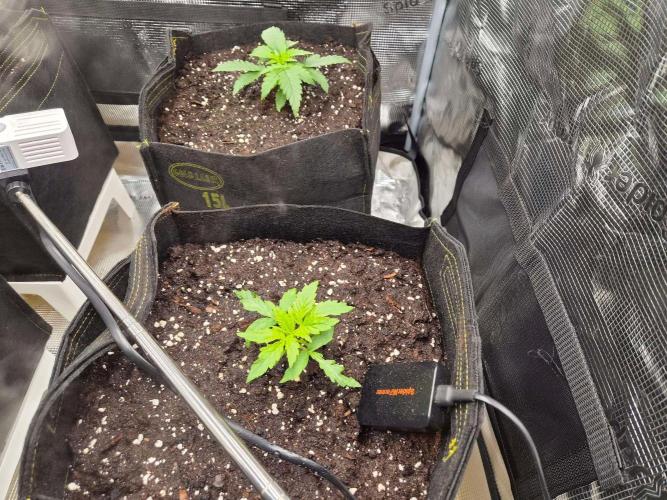 Zamnesia's Critical Automatic. Week 2