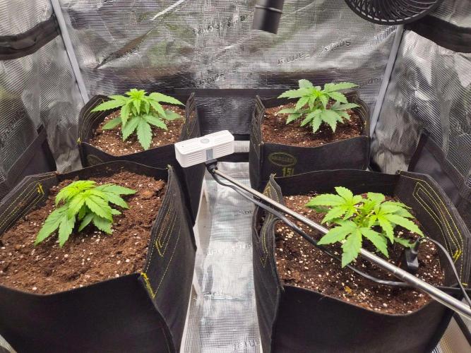 Zamnesia's Critical Automatic. Week 2