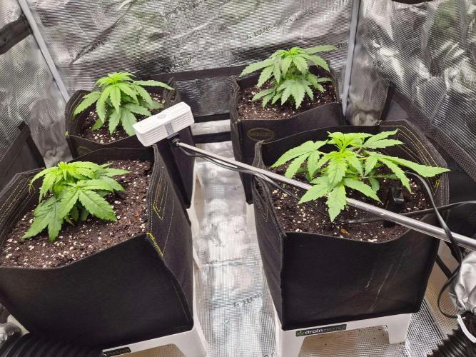 Zamnesia's Critical Automatic. Week 3