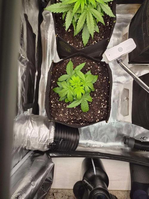 Milkyway F1 + Critical Automatic. Week 3