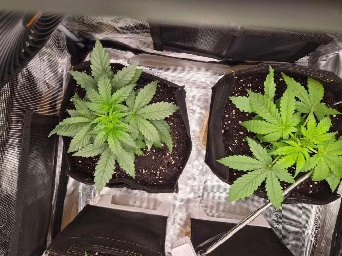 Milkyway F1 + Critical Automatic. Week 3