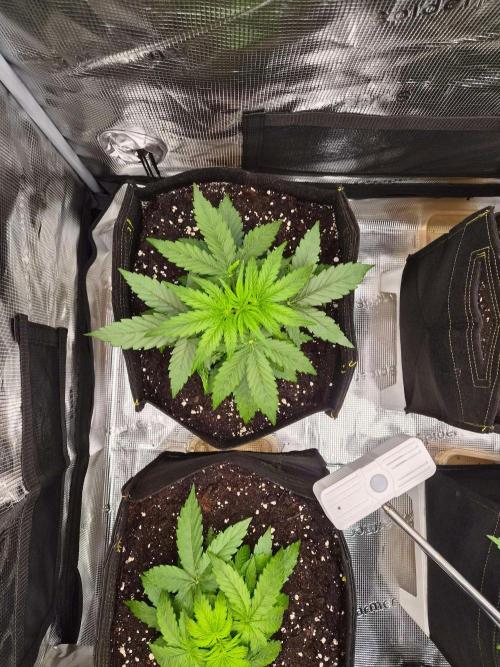 Milkyway F1 + Critical Automatic. Week 3