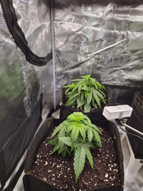 Milky Way F1 Automatic by RQS. Week 3
