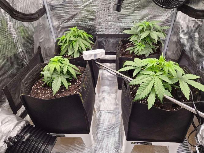 Milky Way F1 Automatic by RQS. Week 3