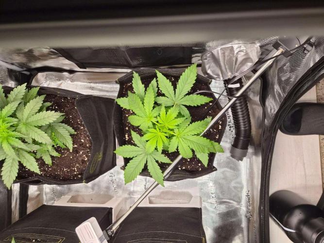 Zamnesia's Critical Automatic. Week 3