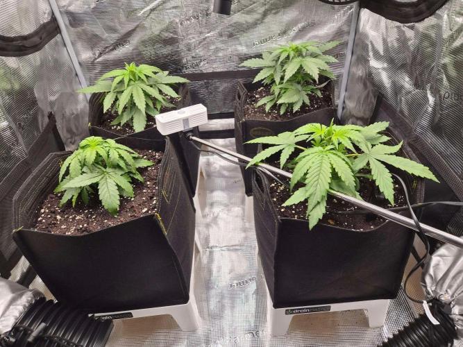 Zamnesia's Critical Automatic. Week 3