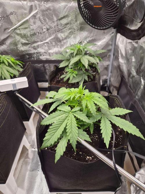 Zamnesia's Critical Automatic. Week 3