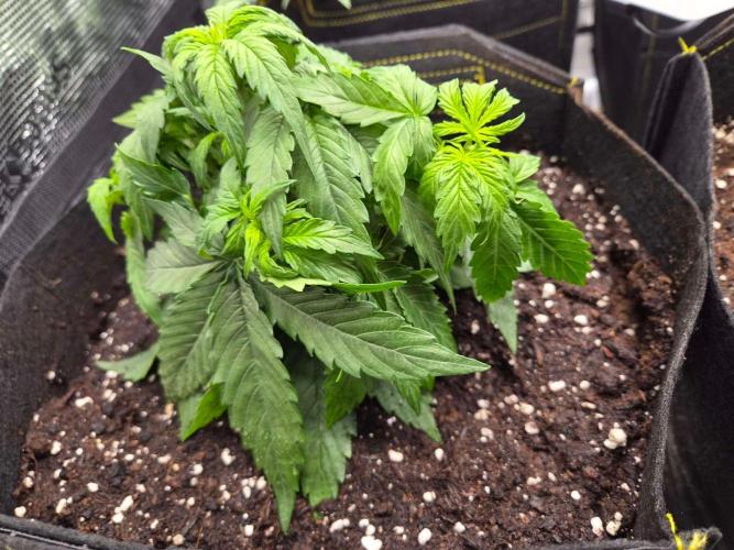Milkyway F1 + Critical Automatic. Week 3