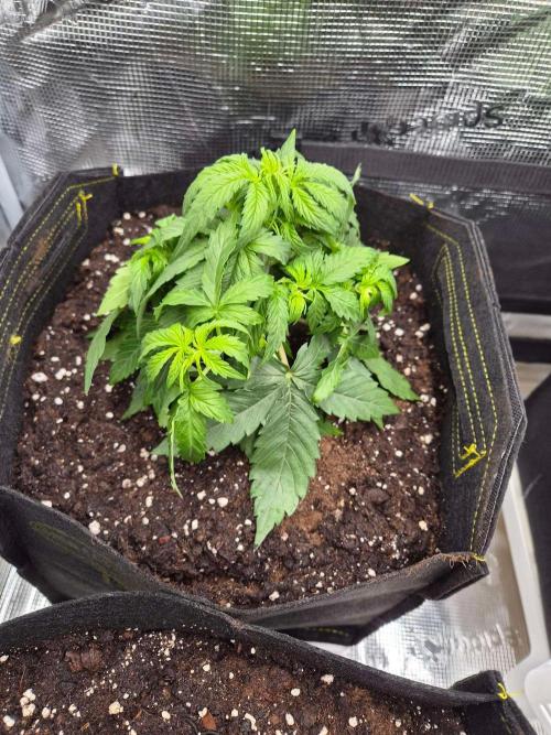 Milkyway F1 + Critical Automatic. Week 3