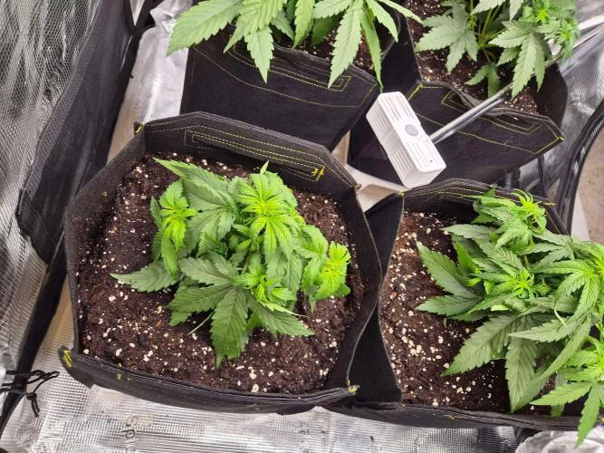 Milky Way F1 Automatic by RQS. Week 3