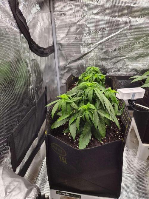 Milky Way F1 Auto. Week 3