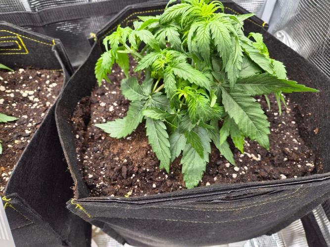 Zamnesia's Critical Automatic. Week 3