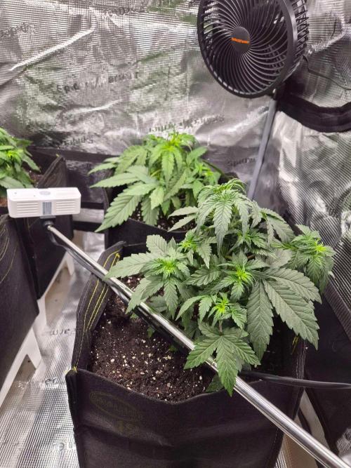 Zamnesia's Critical Automatic. Week 3