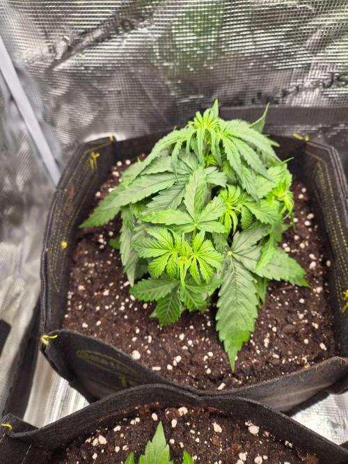 Milkyway F1 + Critical Automatic. Week 4 - DAy 28 LA