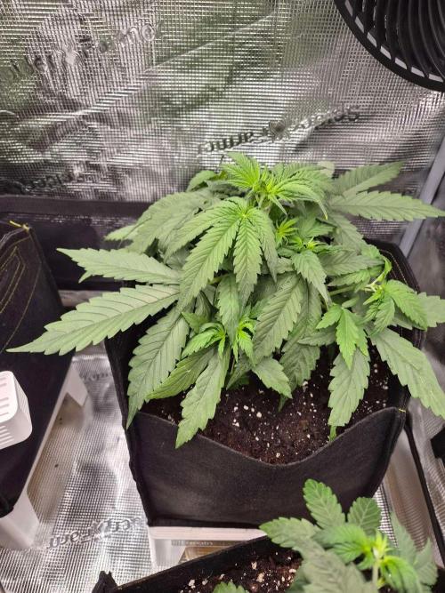 Milkyway F1 + Critical Automatic. Week 4 - Day 28 RA