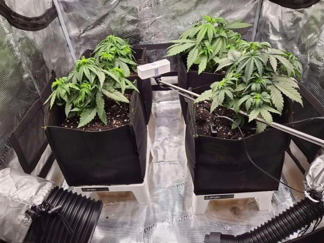 Milkyway F1 + Critical Automatic. Week 4 - DAy 28