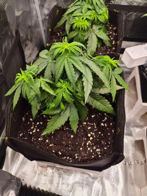 Milky Way F1 Automatic by RQS. Week 4 - DAy 28 LV