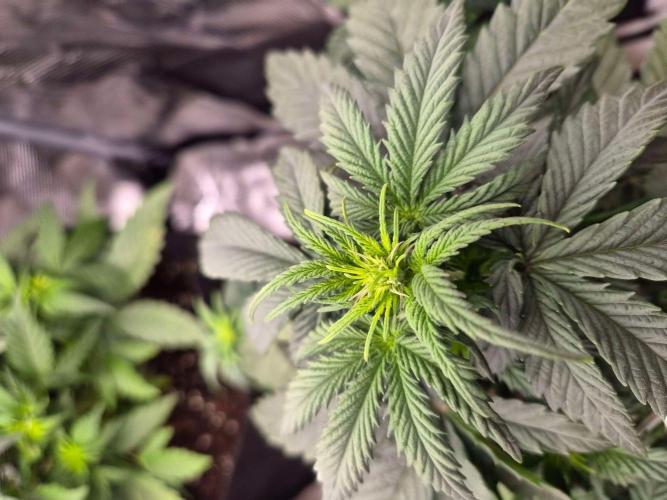 Milkyway F1 + Critical Automatic. Week 4
