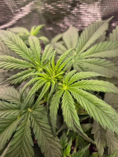 Milkyway F1 + Critical Automatic. Week 4