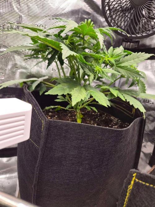 Milkyway F1 + Critical Automatic. Week 4