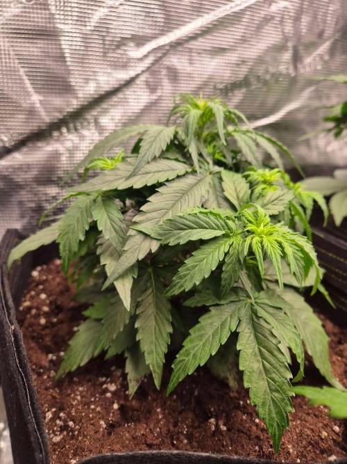 Milkyway F1 + Critical Automatic. Week 4