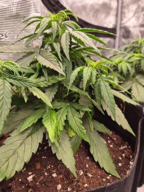 Milkyway F1 + Critical Automatic. Week 4