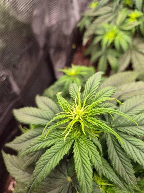 Milky Way F1 Automatic by RQS. Week 4