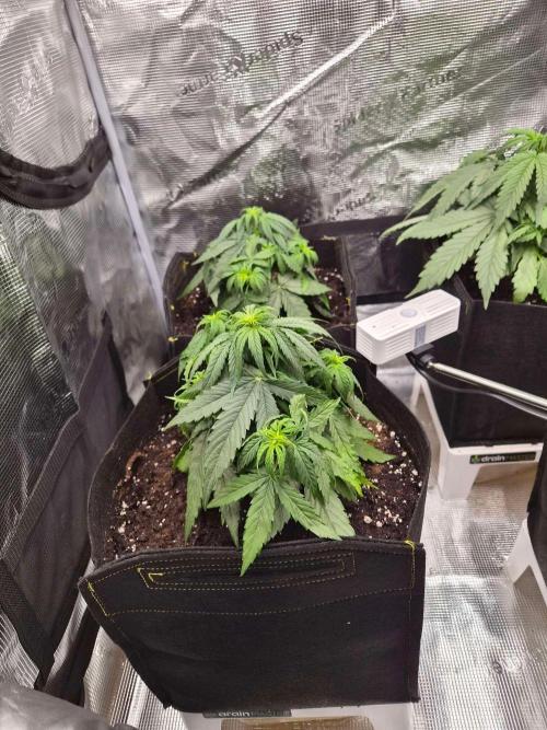 Milky Way F1 Automatic by RQS. Week 4