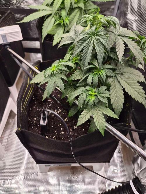 Zamnesia's Critical Automatic. Week 4