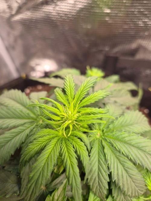Zamnesia's Critical Automatic. Week 4