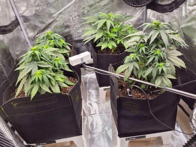 Zamnesia's Critical Automatic. Week 4