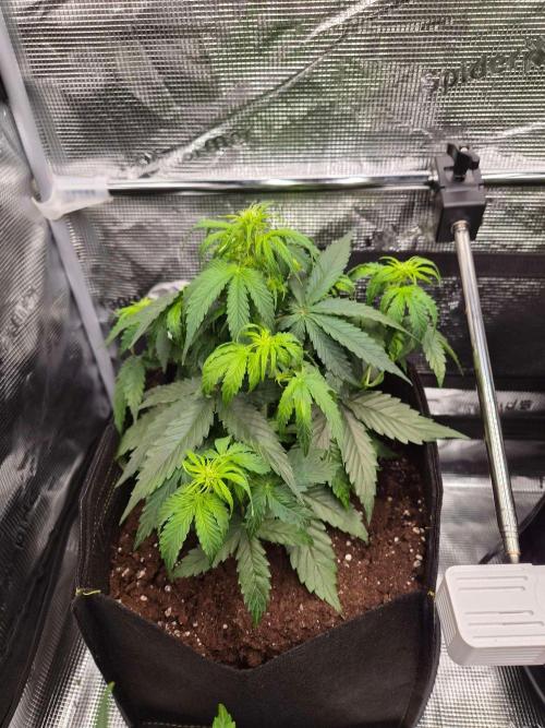Milkyway F1 + Critical Automatic. Week 4