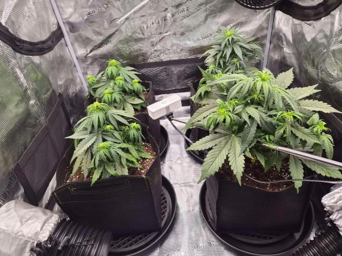Milkyway F1 + Critical Automatic. Week 4