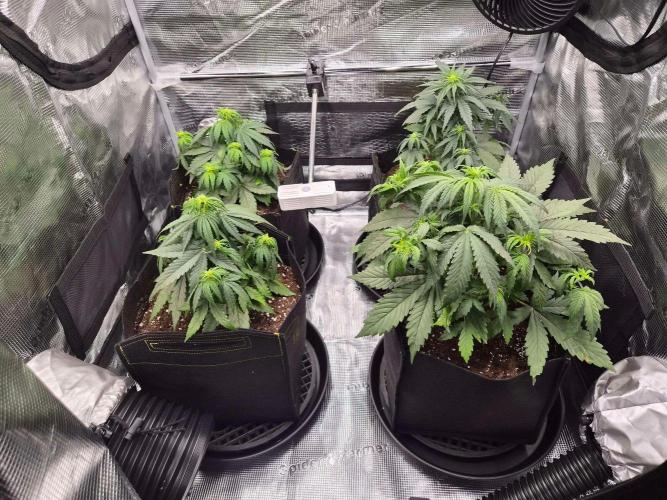 Milkyway F1 + Critical Automatic. Week 4