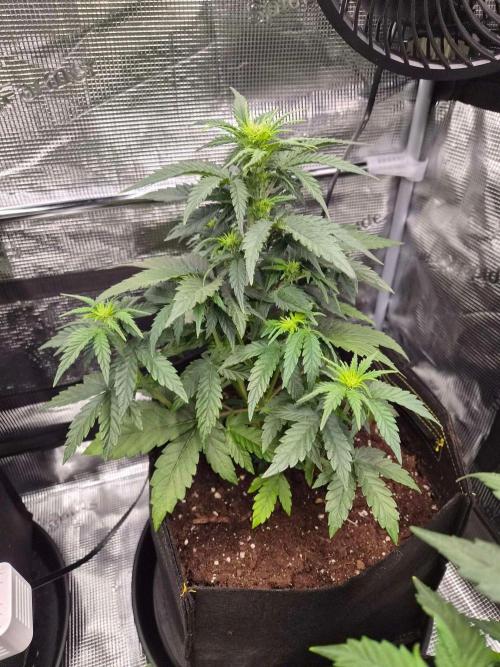 Milkyway F1 + Critical Automatic. Week 4