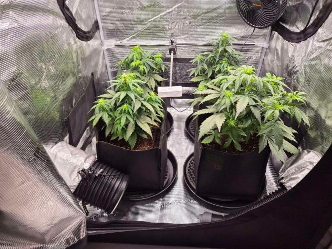 Milkyway F1 + Critical Automatic. Week 4 - Day 33