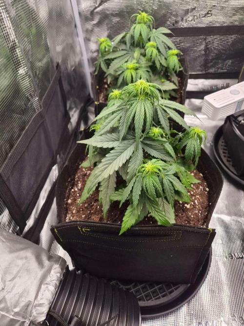 Milky Way F1 Automatic by RQS. Week 4