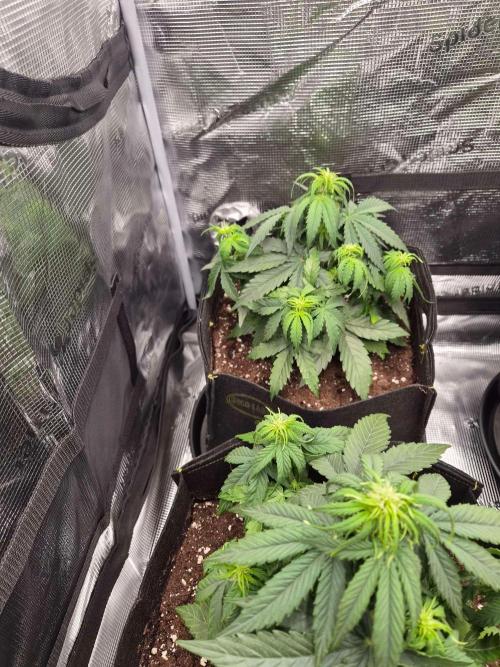 Milky Way F1 Automatic by RQS. Week 4
