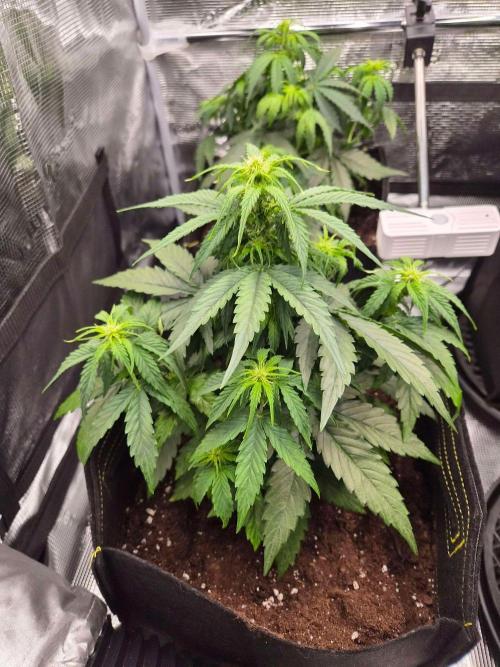 Milky Way F1 Automatic by RQS. Week 4