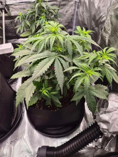 Zamnesia's Critical Automatic. Week 4