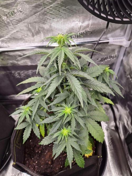Milkyway F1 + Critical Automatic. Week 4