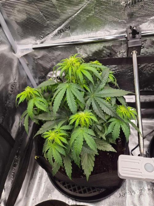 Milkyway F1 + Critical Automatic. Week 4