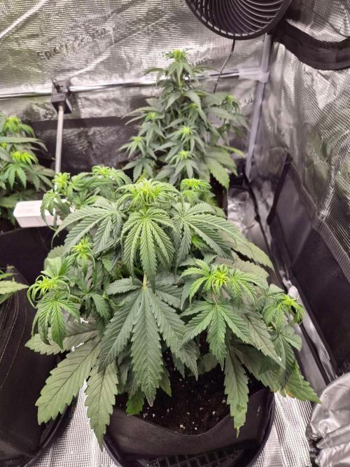 Milkyway F1 + Critical Automatic. Week 4