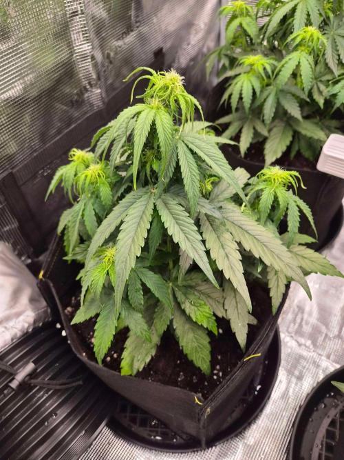 Milkyway F1 + Critical Automatic. Week 4