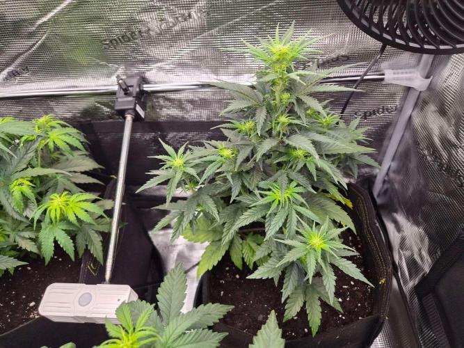 Milkyway F1 + Critical Automatic. Week 5 - Day 35