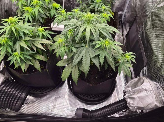 Milkyway F1 + Critical Automatic. Week 5