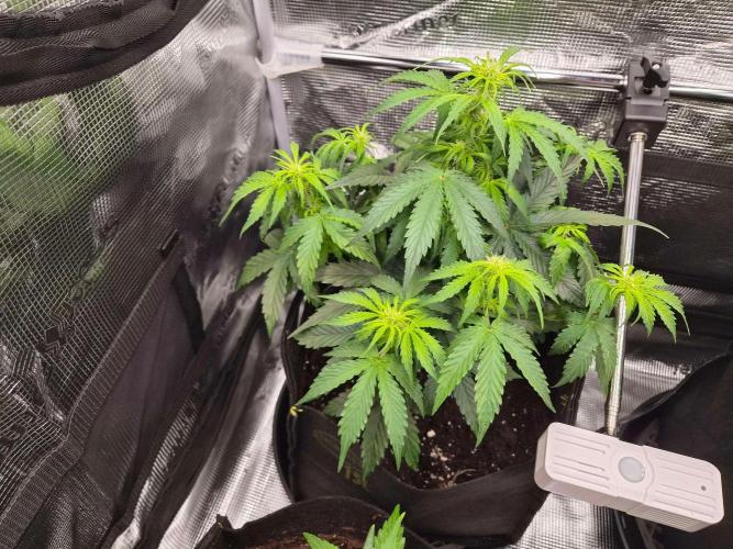 Milky Way F1 Automatic by RQS. Week 5 - Day 35