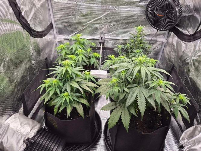 Milky Way F1 Automatic by RQS. Week 5 - DAy 35